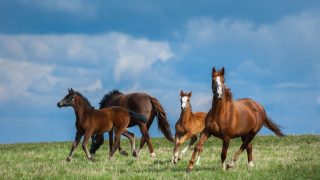 wild horses