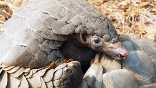 Pangolin