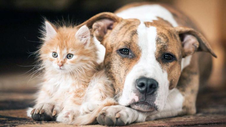 cat and dog
