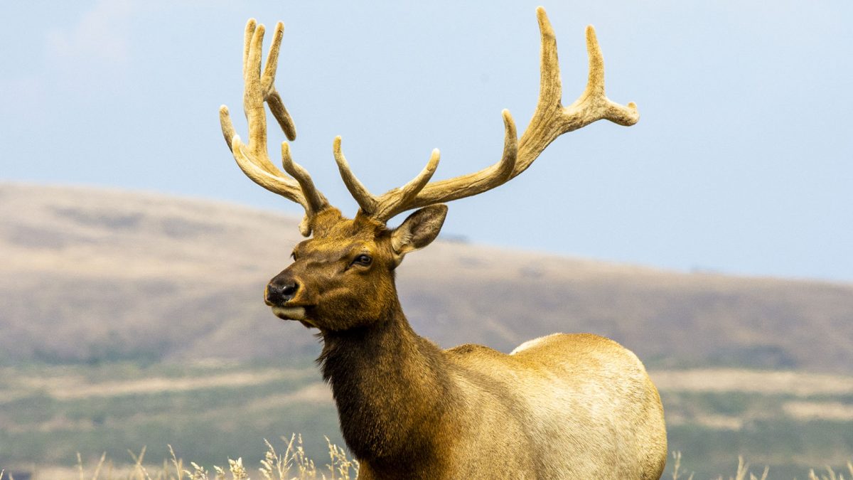 Court Decision Allowing Tule Elk To Continue To Die From Dehydration 