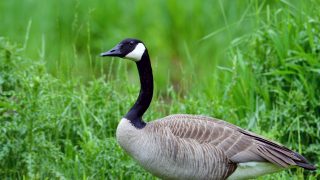 Adult Canada Goose