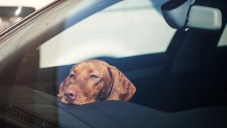 Dog stuck in a hot car