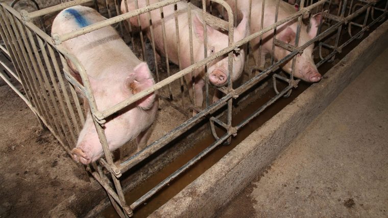 Pigs in individual confinement stalls on a commercial hog farm