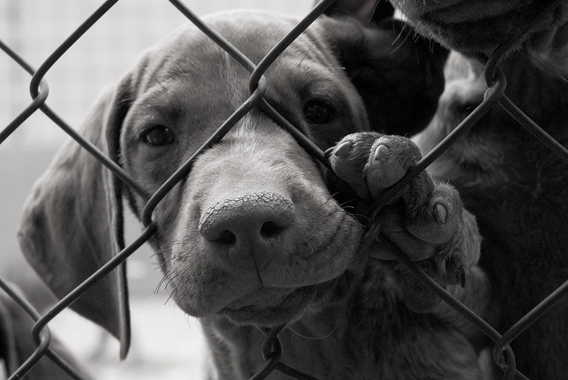 H B 4043 A Bill To Strengthen Cruelty Laws In Oregon h-b-4043-a-bill-to-strengthen-cruelty-laws-in-oregon