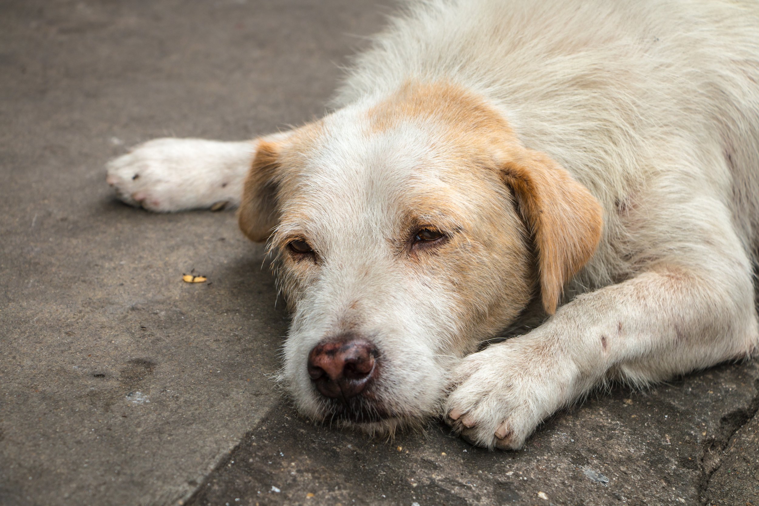 a dog