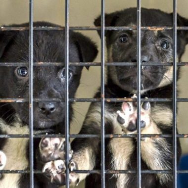 should puppy mills be illegal