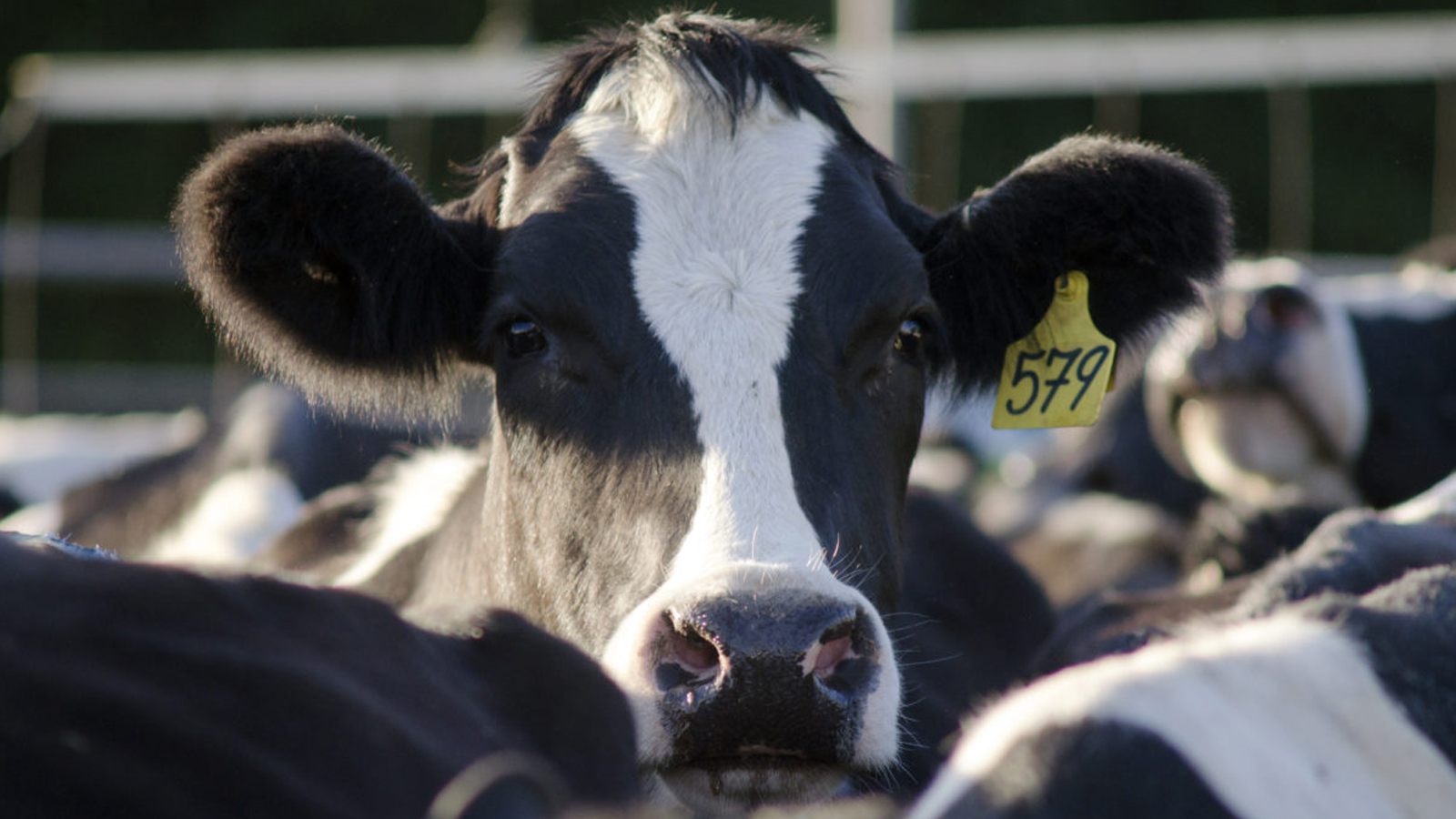 Innovation in Food Production: Cultivated Meat - Animal Legal Defense Fund