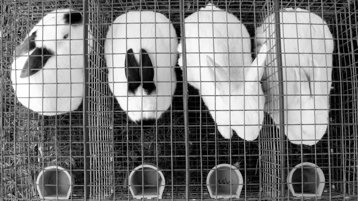 Vivisection Objection: Using Public Records and the Law to Help Animals in ...
