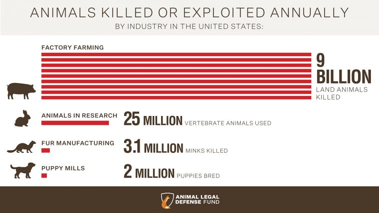 how many dogs are abused each year in the united states