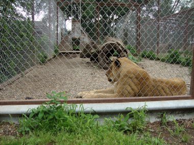 lion