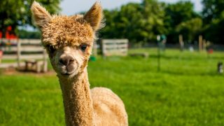 alpaca