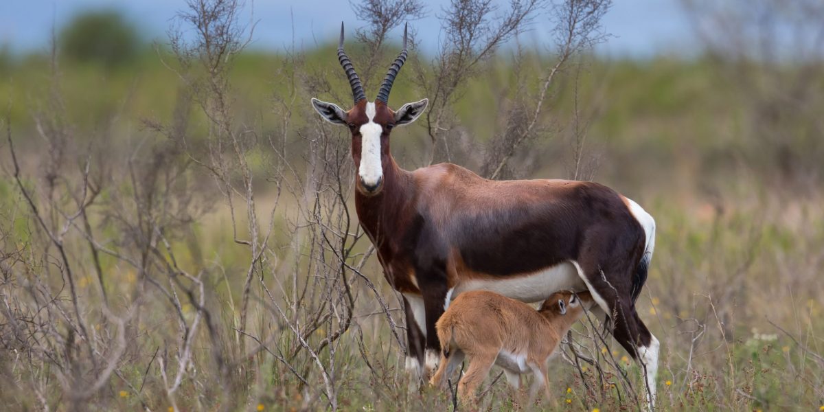 Stop the Hunt Animal Legal Defense Fund