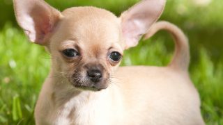 chihuahua carrier