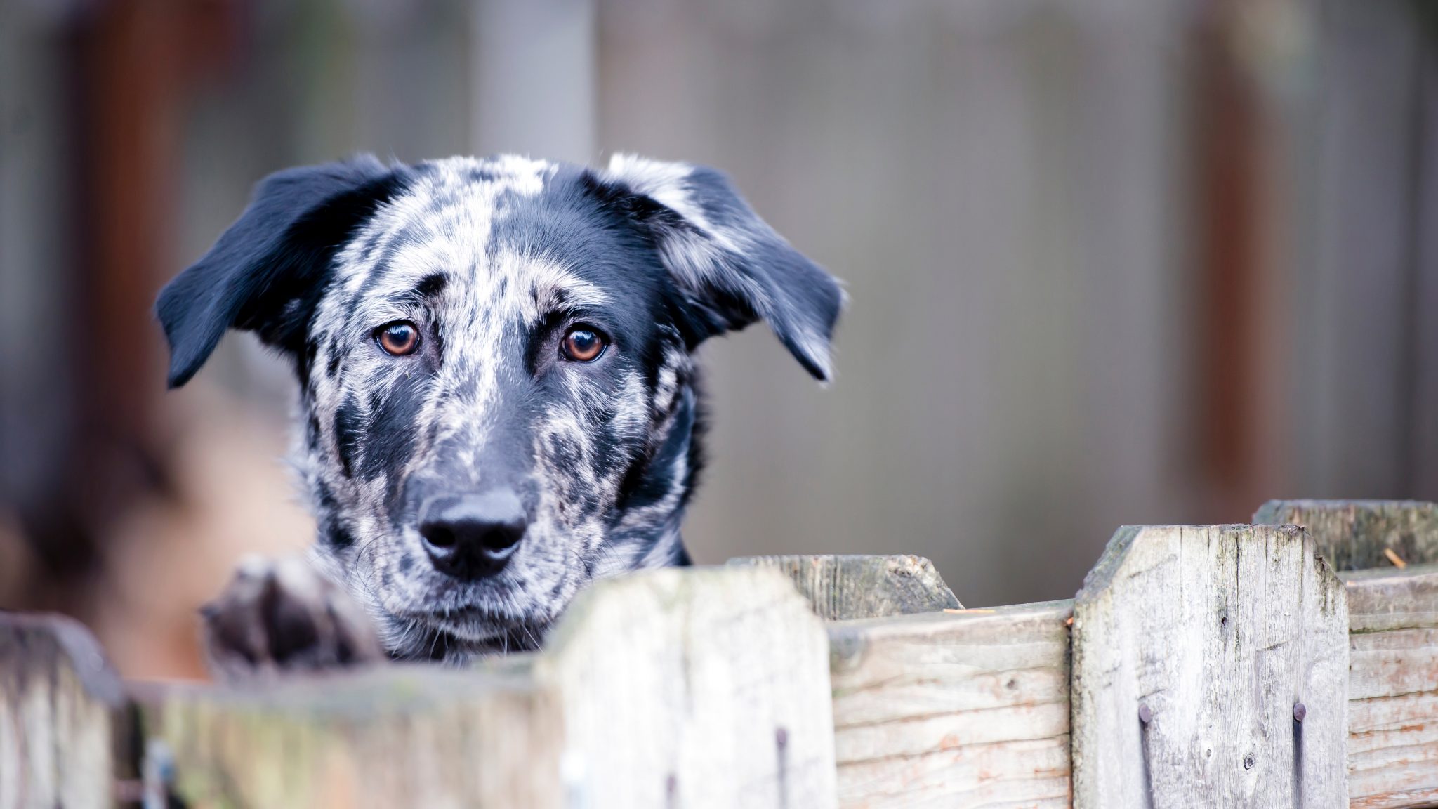 what are the dog laws in new zealand