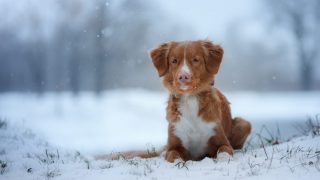 dog in snow