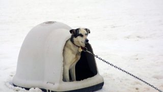 dog in winter