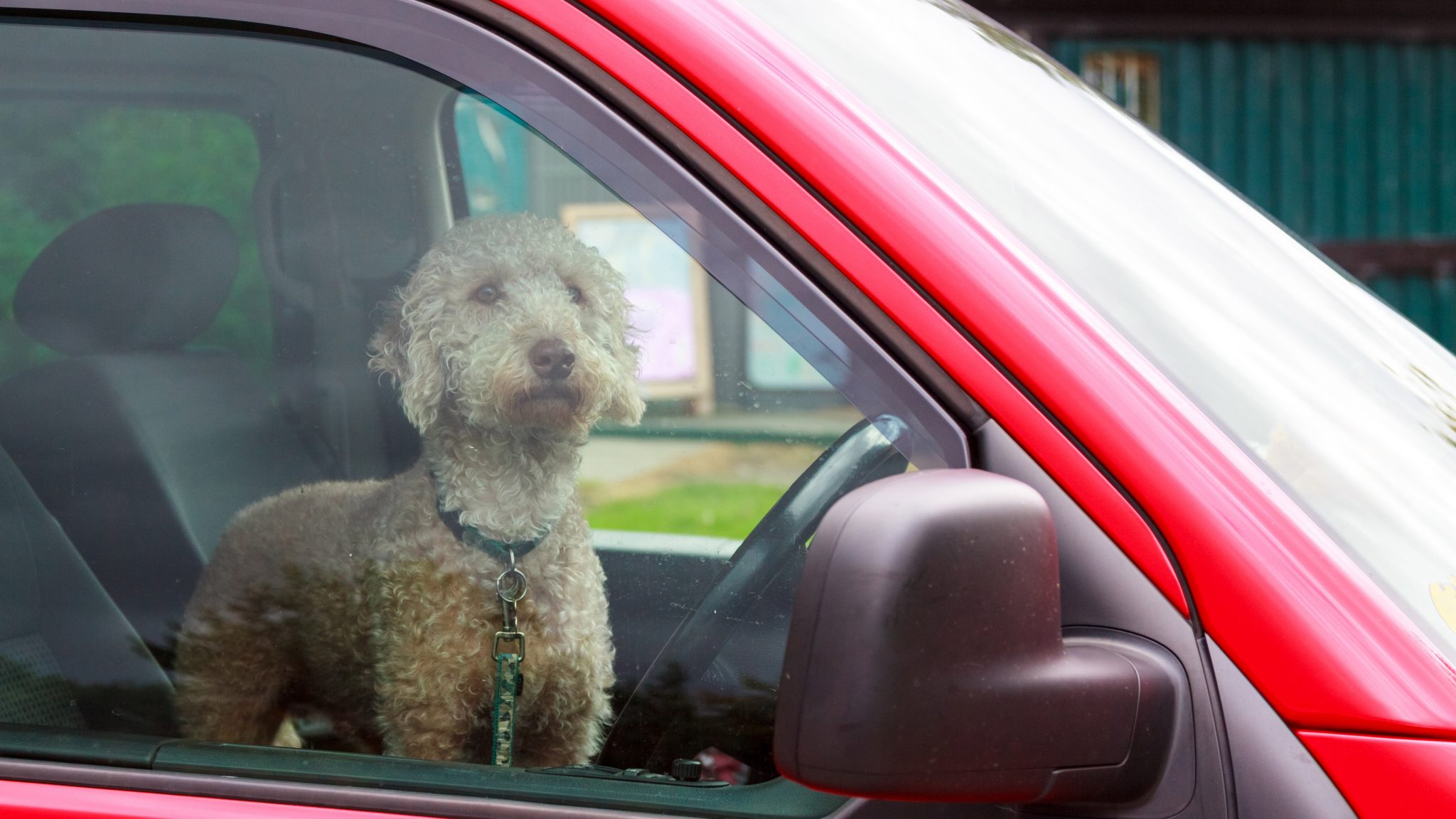 Dog in car