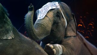 Captive Animals - Animal Legal Defense Fund