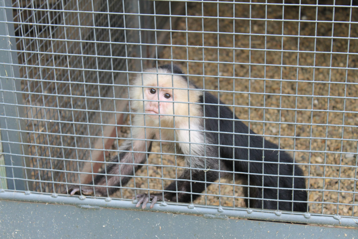 Roadside Zoos Animal Legal Defense Fund