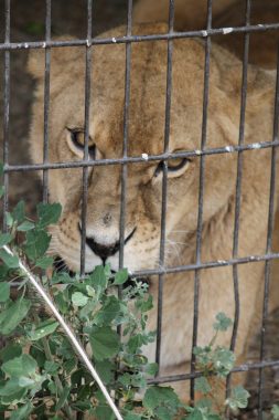 lion