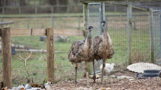 emus