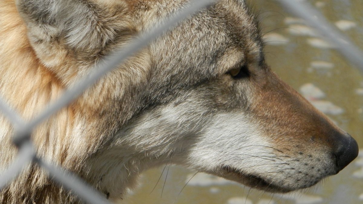 Court Rules Gray Wolves With Some Dog Genes are Protected by Endangered