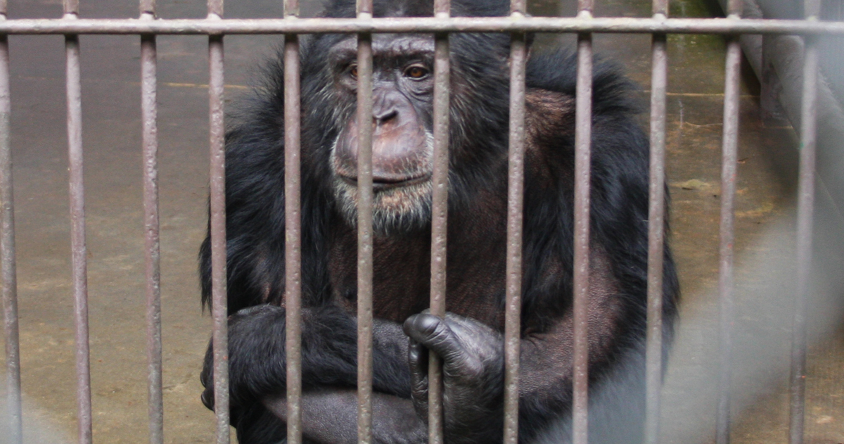 Rest in Peace, Archie - Animal Legal Defense Fund