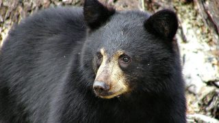 bear