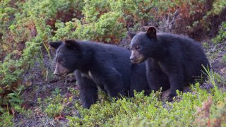 black bears