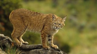 bobcat