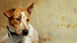 injured dog