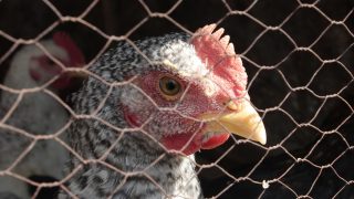 Animal Cruelty? The Legal Way to Abuse a Chicken - Animal Legal Defense Fund