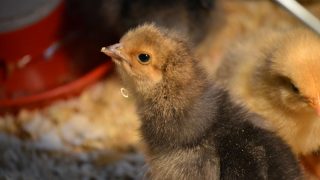 chick