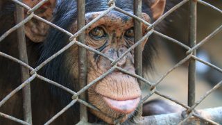A chimp in a cage