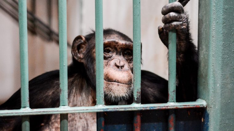 chimpanzee caged