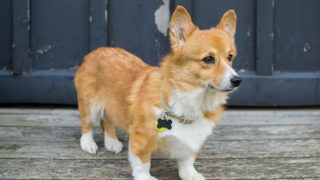 corgi