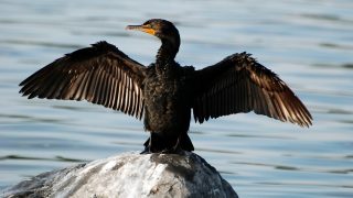 cormorant