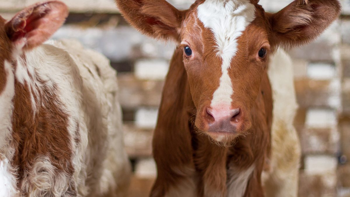 Farmed Animals - Animal Legal Defense Fund