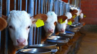 Farmed Animals Suffer in Cruel Experiments for Meat Industry - Animal Legal  Defense Fund