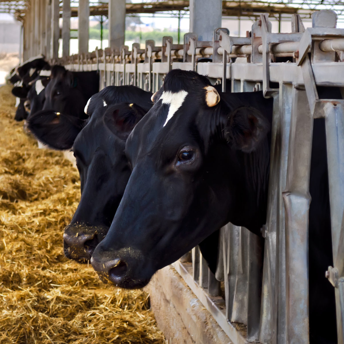 Animal Legal Defense Fund