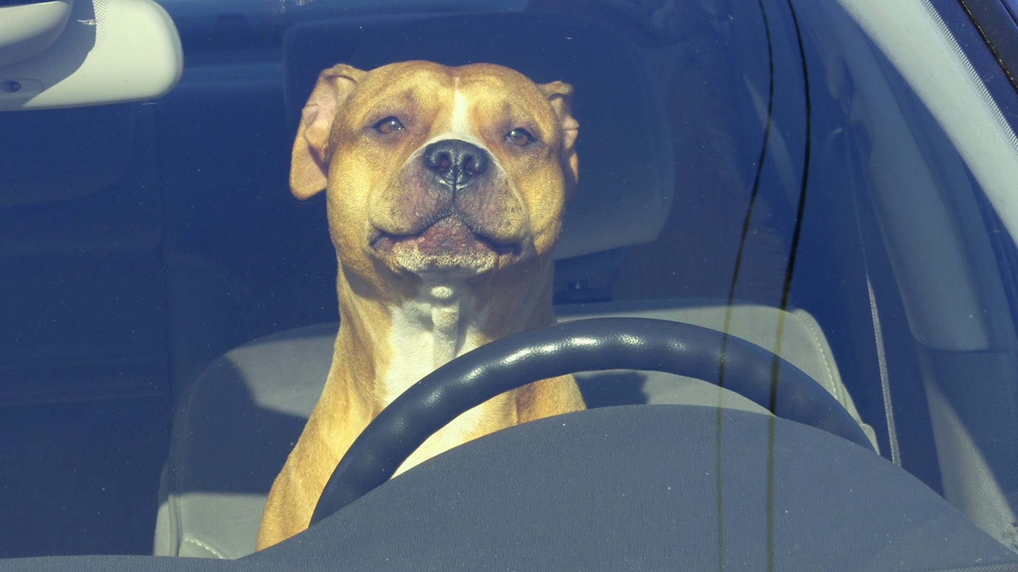 Can You Break a Window to Save a Dog in a Hot Car? - Animal Legal Defense  Fund