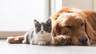 cat and dog