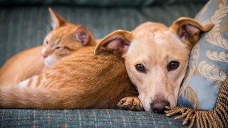 cat and dog