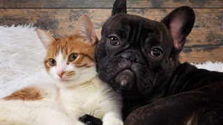 cat and dog