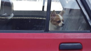 dog in hot car