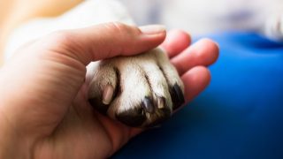 dog paw