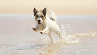 dog running