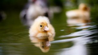 duckling