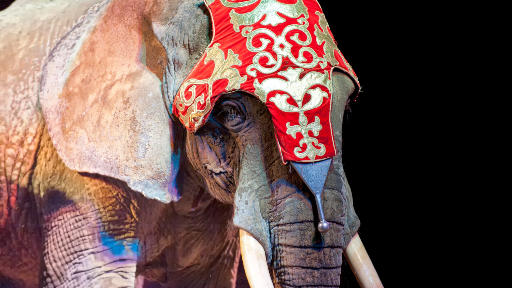Massachusetts: Help Wild Animals Exploited by Circuses - Animal Legal  Defense Fund