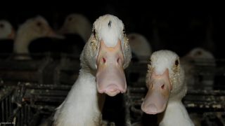 foie gras ducks